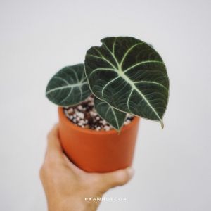 Alocasia Black Velvet – Size Nhỏ